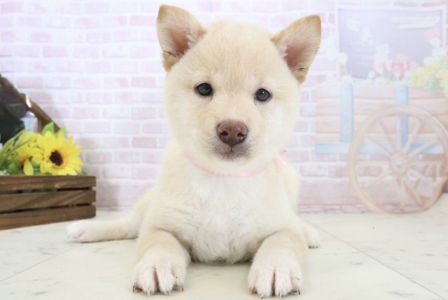 長崎県の豆柴 (Coo&RIKU長崎浜町店/2026年4月7日生まれ/女の子/白)の子犬の1枚目の画像