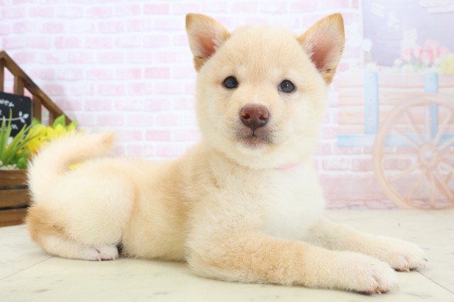 長崎県の豆柴 (Coo&RIKU長崎浜町店/2026年4月7日生まれ/女の子/白)の子犬の2枚目の画像