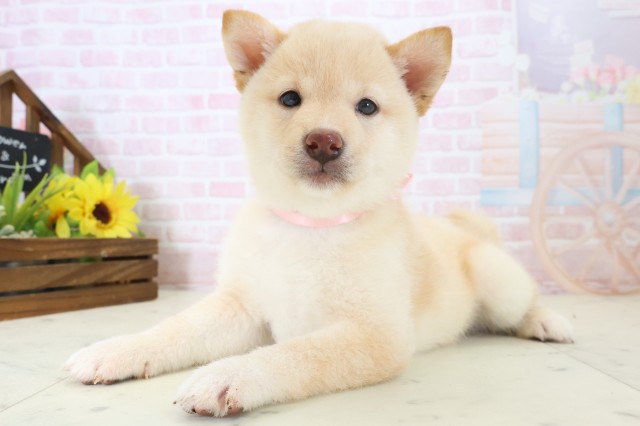 長崎県の豆柴 (Coo&RIKU長崎浜町店/2026年4月7日生まれ/女の子/白)の子犬の3枚目の画像