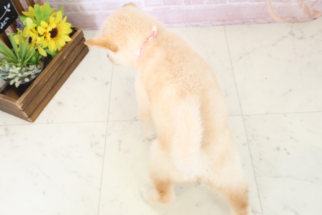 長崎県の豆柴 (Coo&RIKU長崎浜町店/2026年4月7日生まれ/女の子/白)の子犬の4枚目の画像