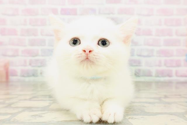 千葉県のミヌエット (Coo&RIKU東船橋店/2026年3月26日生まれ/男の子/ホワイト)の子猫の1枚目の画像