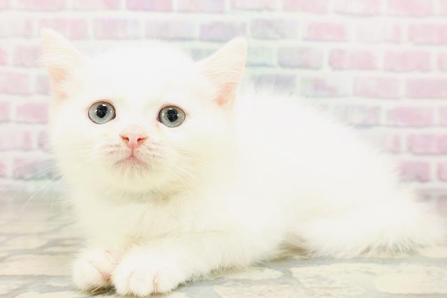 千葉県のミヌエット (Coo&RIKU東船橋店/2026年3月26日生まれ/男の子/ホワイト)の子猫の2枚目の画像