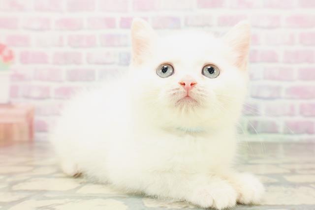 千葉県のミヌエット (Coo&RIKU東船橋店/2026年3月26日生まれ/男の子/ホワイト)の子猫の3枚目の画像