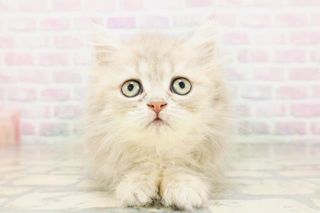 埼玉県のミヌエット (Coo&RIKU桶川店/2026年3月26日生まれ/女の子/ブルータビー)の子猫の1枚目の画像