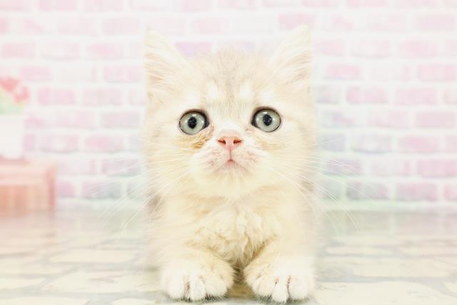 東京都のミヌエット (Coo&RIKU東久留米店/2026年3月26日生まれ/女の子/ブルータビー)の子猫の1枚目の画像