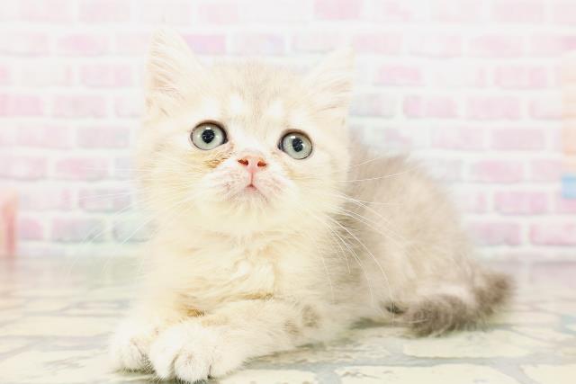 東京都のミヌエット (Coo&RIKU東久留米店/2026年3月26日生まれ/女の子/ブルータビー)の子猫の2枚目の画像