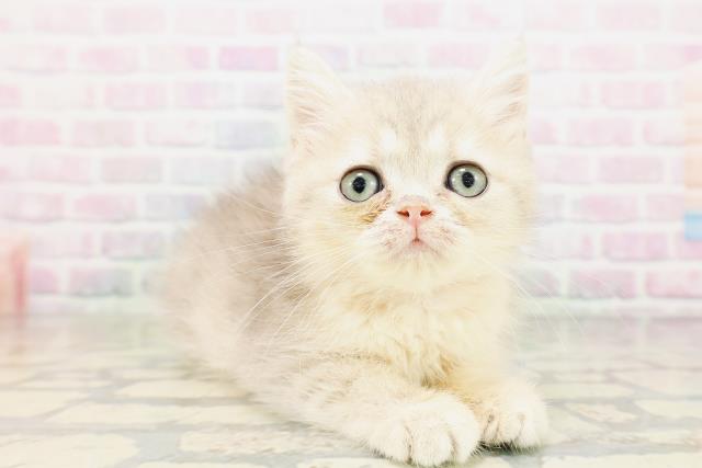 東京都のミヌエット (Coo&RIKU東久留米店/2026年3月26日生まれ/女の子/ブルータビー)の子猫の3枚目の画像