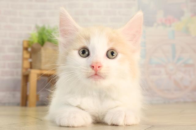 静岡県のノルウェージャンフォレストキャット (Coo&RIKU静岡SBS通り店/2026年4月7日生まれ/男の子/クリームタビーホワイト)の子猫の1枚目の画像