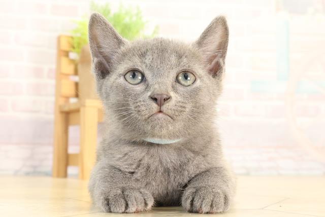 岐阜県のロシアンブルー (Coo&RIKU各務原店/2026年4月5日生まれ/男の子/ブルー)の子猫の1枚目の画像