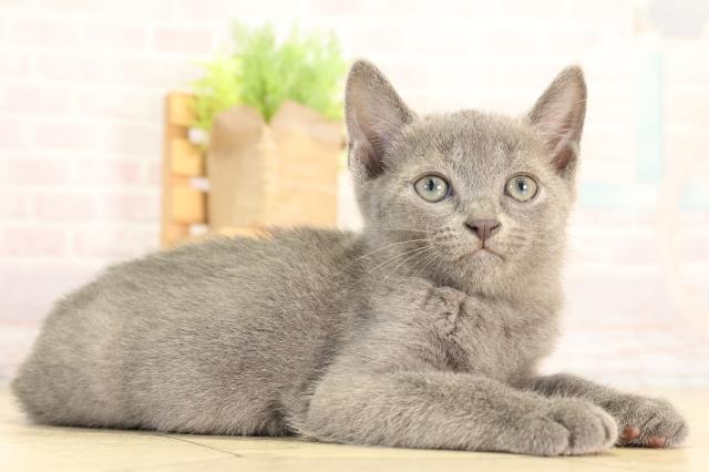 岐阜県のロシアンブルー (Coo&RIKU各務原店/2026年4月5日生まれ/男の子/ブルー)の子猫の2枚目の画像