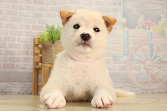 柴犬