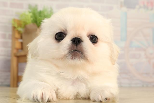 静岡県のペキニーズ (Coo&RIKU掛川店/2026年4月6日生まれ/男の子/ホワイト)の子犬