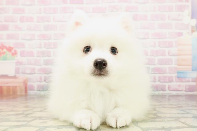 東京都の日本スピッツ (Coo&RIKU武蔵小山店/2026年4月8日生まれ/男の子/ホワイト)の子犬の1枚目の画像