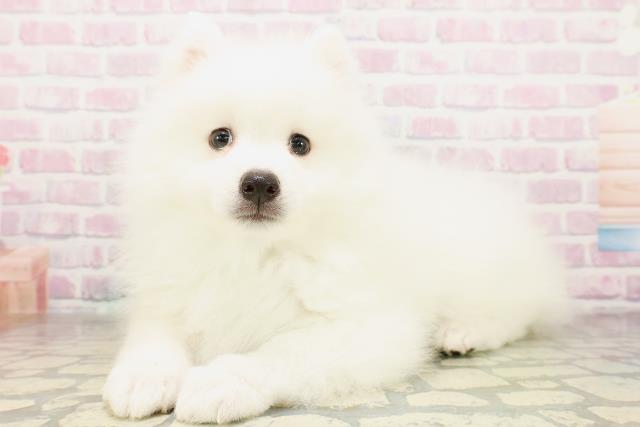 東京都の日本スピッツ (Coo&RIKU武蔵小山店/2026年4月8日生まれ/男の子/ホワイト)の子犬の2枚目の画像