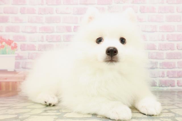 東京都の日本スピッツ (Coo&RIKU武蔵小山店/2026年4月8日生まれ/男の子/ホワイト)の子犬の3枚目の画像