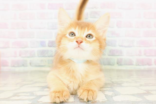 東京都のソマリ (Coo&RIKU武蔵小山店/2026年4月6日生まれ/男の子/レッド)の子猫の1枚目の画像