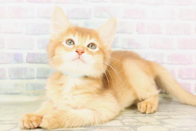 東京都のソマリ (Coo&RIKU武蔵小山店/2026年4月6日生まれ/男の子/レッド)の子猫の2枚目の画像