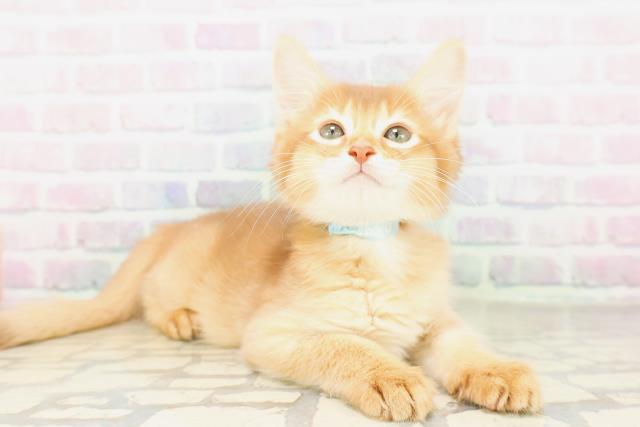 東京都のソマリ (Coo&RIKU武蔵小山店/2026年4月6日生まれ/男の子/レッド)の子猫の3枚目の画像