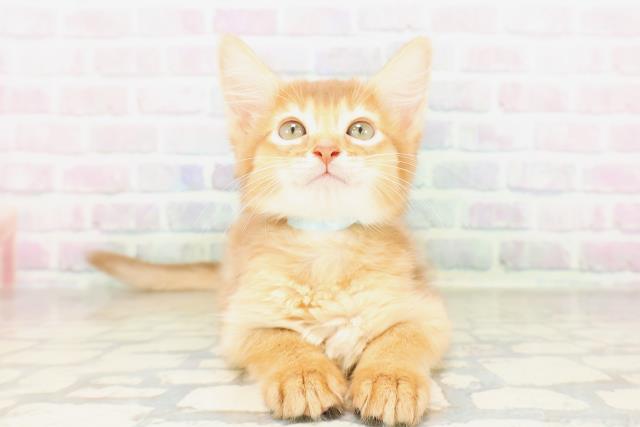 栃木県のソマリ (Coo&RIKUFKDインターパーク店/2026年4月6日生まれ/男の子/レッド)の子猫の1枚目の画像