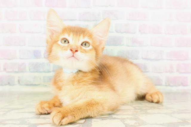 栃木県のソマリ (Coo&RIKUFKDインターパーク店/2026年4月6日生まれ/男の子/レッド)の子猫の2枚目の画像