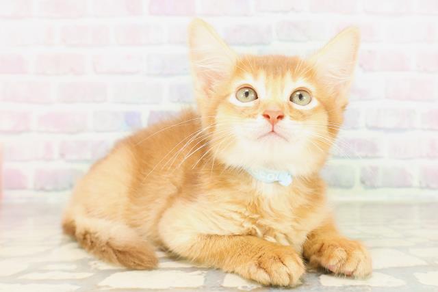 栃木県のソマリ (Coo&RIKUFKDインターパーク店/2026年4月6日生まれ/男の子/レッド)の子猫の3枚目の画像