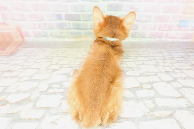 栃木県のソマリ (Coo&RIKUFKDインターパーク店/2026年4月6日生まれ/男の子/レッド)の子猫の4枚目の画像