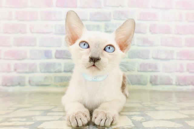 東京都のトンキニーズ (Coo&RIKU武蔵小山店/2026年4月6日生まれ/男の子/ブルーポイント)の子猫の1枚目の画像