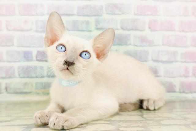 東京都のトンキニーズ (Coo&RIKU武蔵小山店/2026年4月6日生まれ/男の子/ブルーポイント)の子猫の2枚目の画像