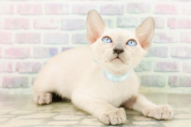東京都のトンキニーズ (Coo&RIKU武蔵小山店/2026年4月6日生まれ/男の子/ブルーポイント)の子猫の3枚目の画像