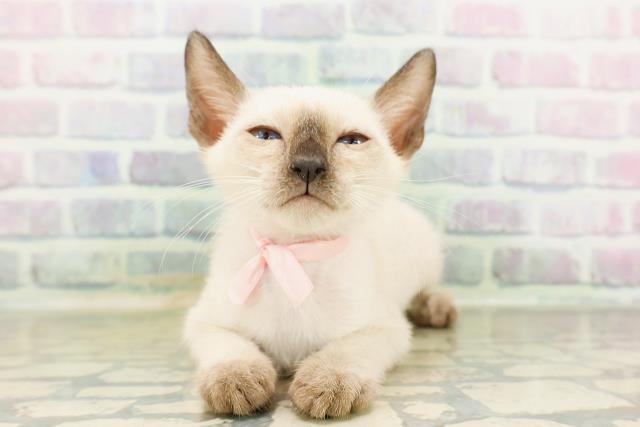 神奈川県のトンキニーズ (Coo&RIKU秦野店/2026年4月6日生まれ/女の子/ナチュラルポイント)の子猫の1枚目の画像