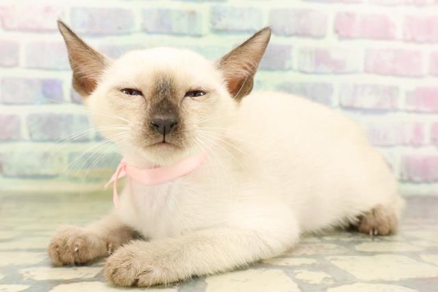 神奈川県のトンキニーズ (Coo&RIKU秦野店/2026年4月6日生まれ/女の子/ナチュラルポイント)の子猫の3枚目の画像