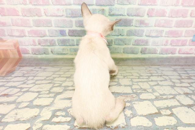 神奈川県のトンキニーズ (Coo&RIKU秦野店/2026年4月6日生まれ/女の子/ナチュラルポイント)の子猫の4枚目の画像