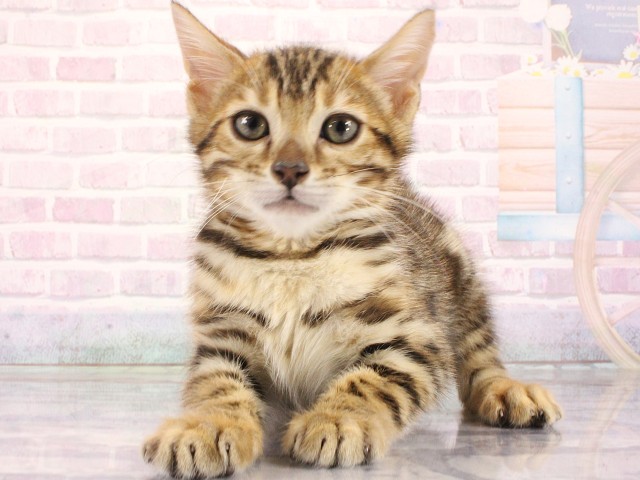 兵庫県のベンガル (Coo&RIKU尼崎店/2026年3月31日生まれ/男の子/ブラウンスポットタビー)の子猫