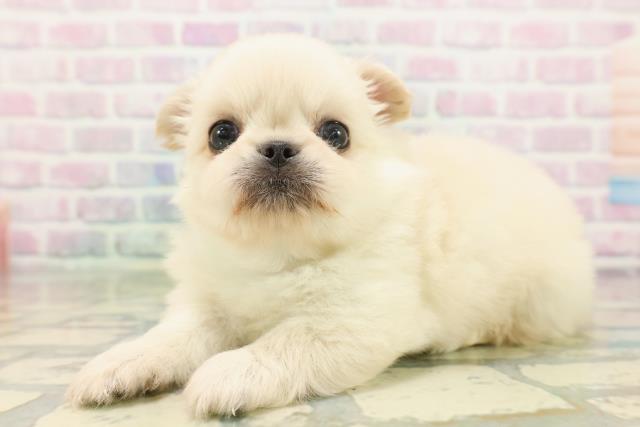 ハローキティ　子犬とお散歩　ダルメシアン　パピヨン　プードル　ダックスフンド MIX（ハーフ）の子犬一覧｜ペットショップCoo＆RIKU