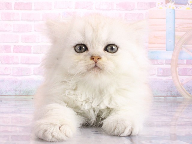 大阪府のペルシャ (Coo&RIKU松原店/2026年4月8日生まれ/男の子/チンチラシルバー)の子猫