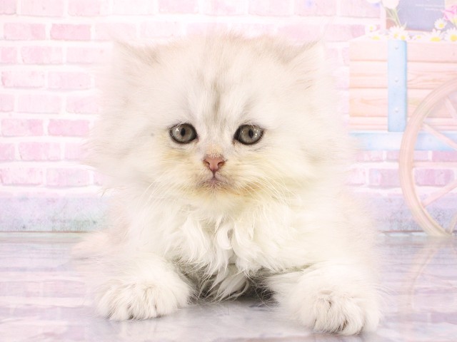 ペルシャの子猫一覧｜ペットショップCoo＆RIKU