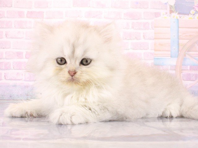 大阪府のペルシャ (Coo&RIKU寝屋川店/2026年4月8日生まれ/男の子/チンチラシルバー)の子猫の3枚目の画像