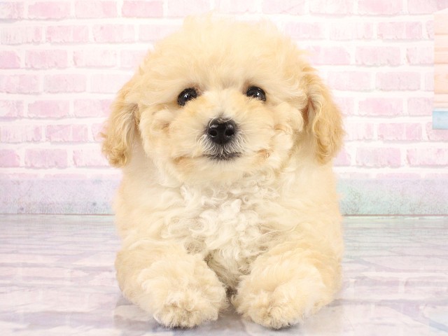 兵庫県のトイプードル(トイ) (Coo&RIKU尼崎店/2026年4月9日生まれ/男の子/ペールフォーン)の子犬