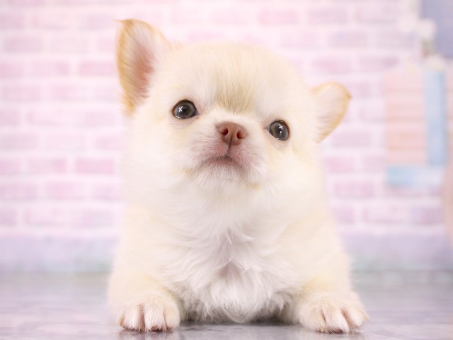 兵庫県のチワワ(ロング) (Coo&RIKU神戸三宮店/2026年4月8日生まれ/女の子/クリーム)の子犬