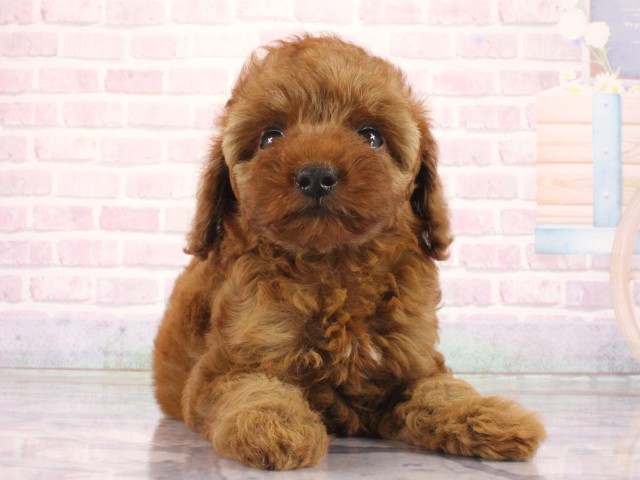 兵庫県のトイプードル(トイ) (Coo&RIKU尼崎店/2026年4月8日生まれ/女の子/レッドフォーン)の子犬