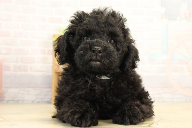 ミニチュア・プードルの子犬（オス♂） 静岡SBS通り店｜ペットショップ