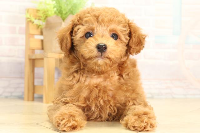 三重県のミニチュアプードル (Coo&RIKU四日市店/2026年4月1日生まれ/女の子/レッド)の子犬の1枚目の画像