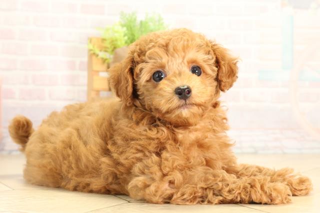 三重県のミニチュアプードル (Coo&RIKU四日市店/2026年4月1日生まれ/女の子/レッド)の子犬の2枚目の画像