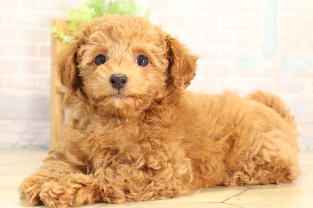 三重県のミニチュアプードル (Coo&RIKU四日市店/2026年4月1日生まれ/女の子/レッド)の子犬の3枚目の画像