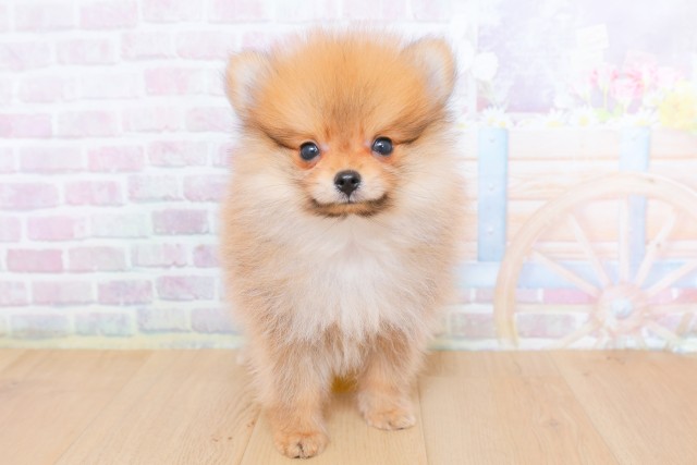 ポメラニアン
