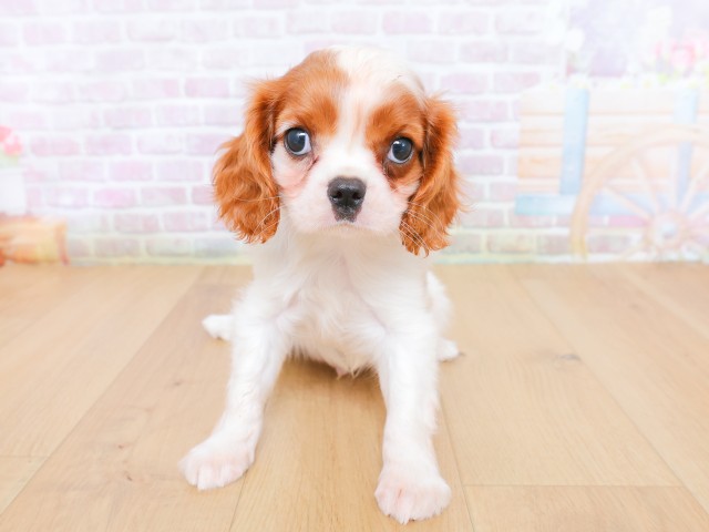 キャバリア
