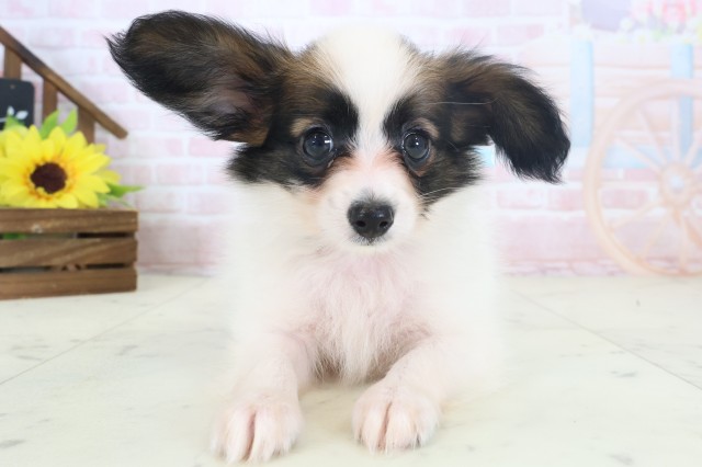 北海道のパピヨン (Coo&RIKU旭川店/2026年4月9日生まれ/男の子/ホワイトブラウン)の子犬の1枚目の画像