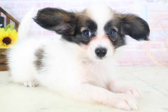 北海道のパピヨン (Coo&RIKU旭川店/2026年4月9日生まれ/男の子/ホワイトブラウン)の子犬の2枚目の画像