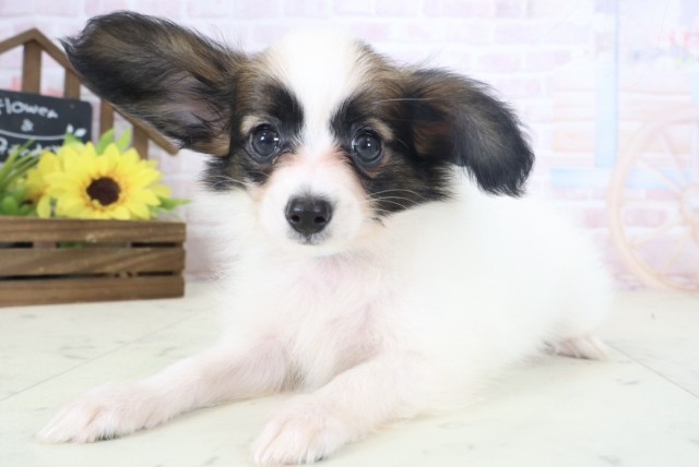 北海道のパピヨン (Coo&RIKU旭川店/2026年4月9日生まれ/男の子/ホワイトブラウン)の子犬の3枚目の画像