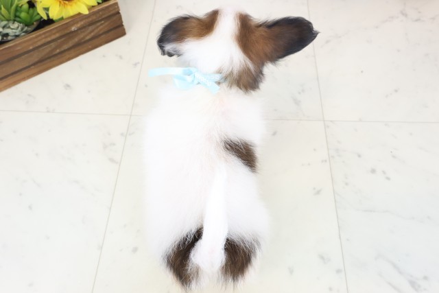 北海道のパピヨン (Coo&RIKU旭川店/2026年4月9日生まれ/男の子/ホワイトブラウン)の子犬の4枚目の画像